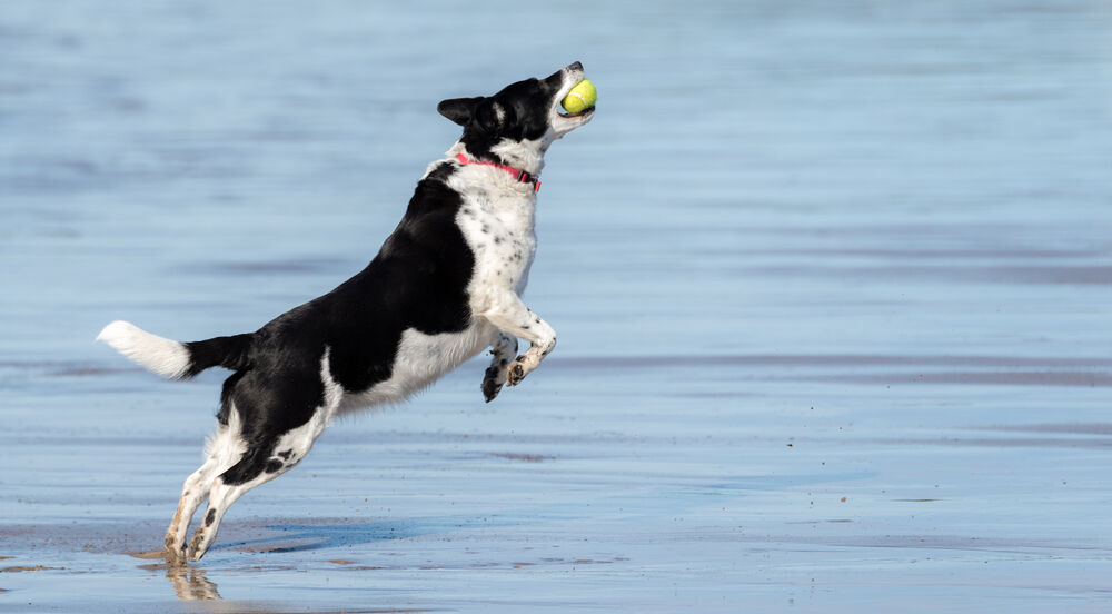 Dog at beach